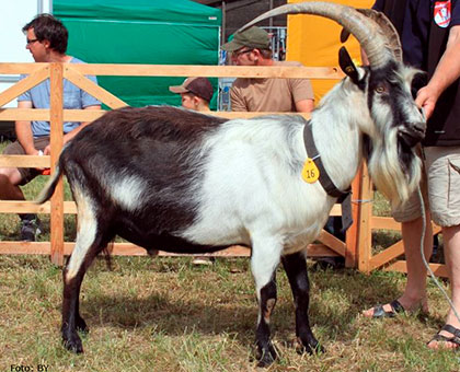 PFAUENZIEGE